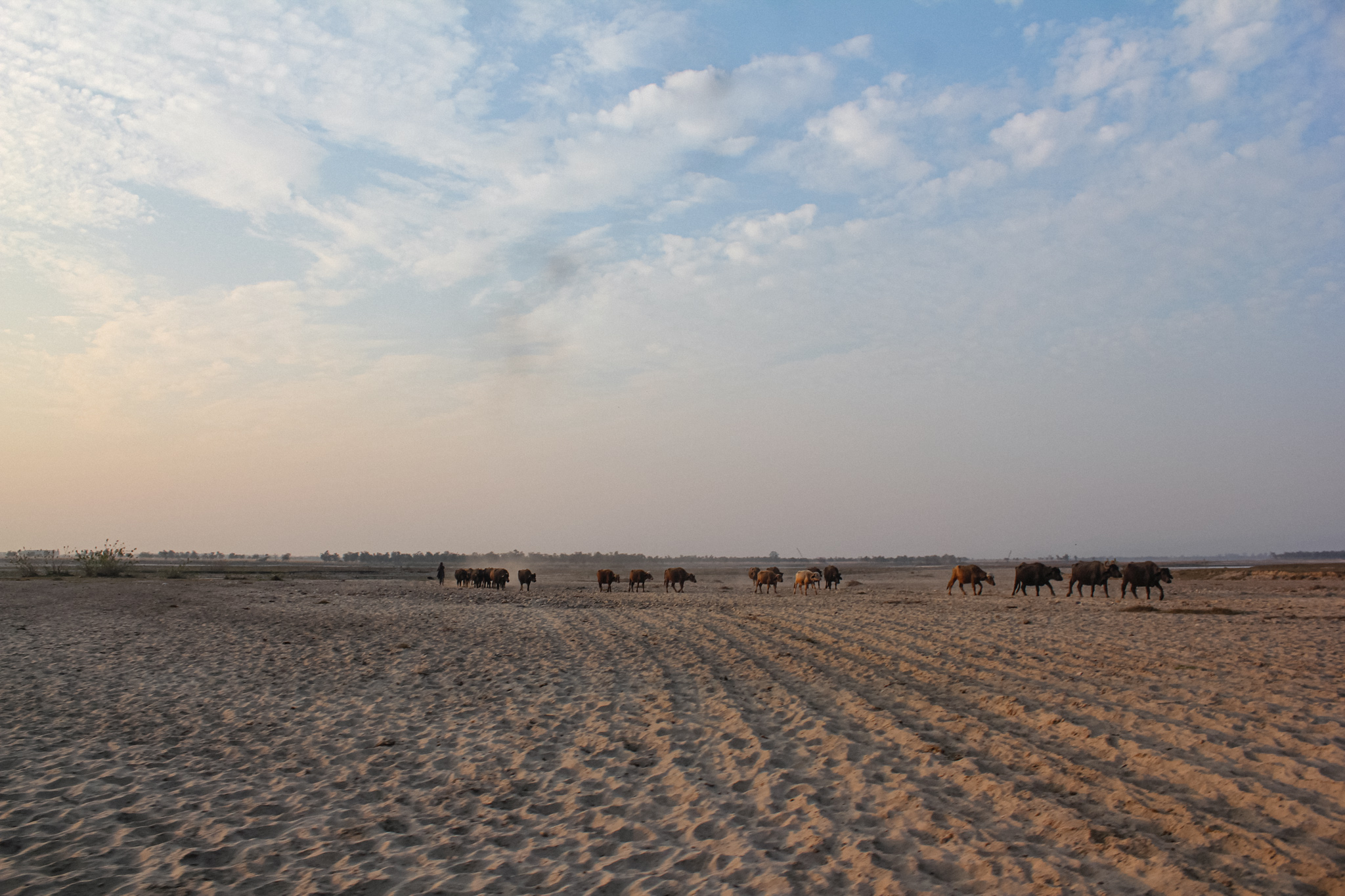 A Van Gujjar with a herd of buffaloes. Rearing cattle is a part of their traditional nomadic lifestyle. Image credit: Radhika Gupta