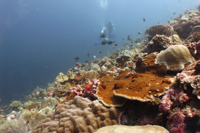 The outer reefs, when healthy, are a churning cement factory, with constant production of living aragonite that builds up the defenses of the atoll. Photo by Rohan Arthur.