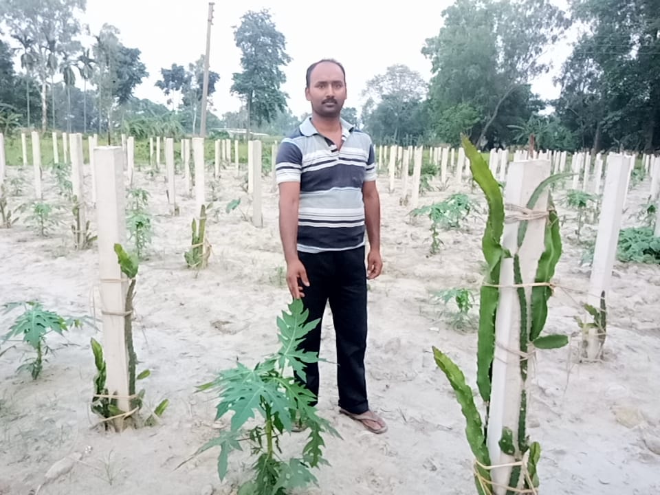 Pavitra Roy in his field with the dragon fruit cacti on pillars for support. Photo by Gurvinder Singh.