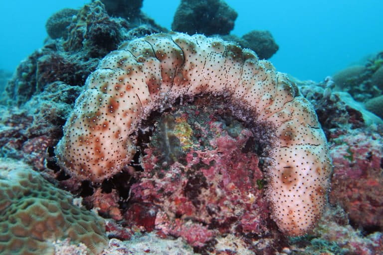 Black-Spotted Sea Cucumber (Bohadschia graeffei).