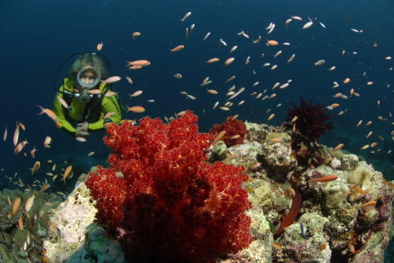 A researcher turned diver exploring the marine wealth near a coral reef in Lakshadweep. Photos by special arrangement.