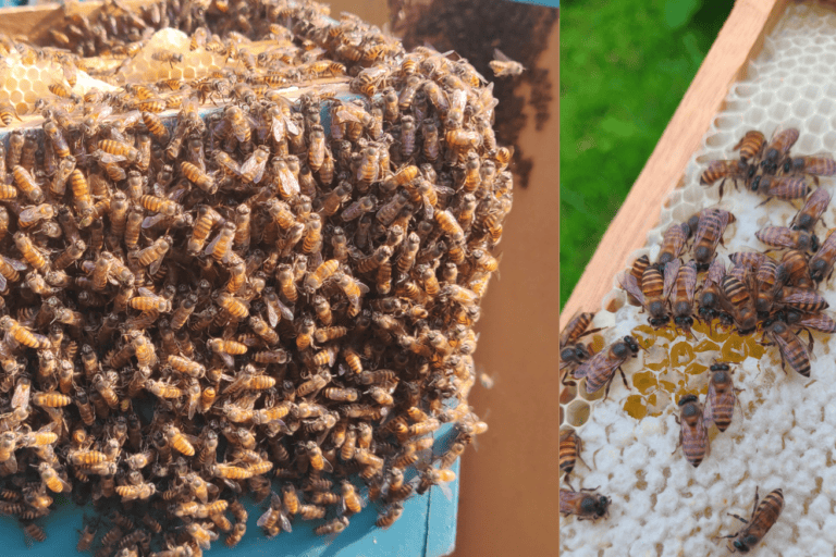 Apis cerana honey bees largely found in south India. Photo by Chinmaya KV.