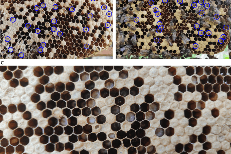 Thai Sac Brood virus (TSBV) disease attacking Indian honey bees has been posing threat to hives of Apis cerana. Photo by Chinmaya KV.