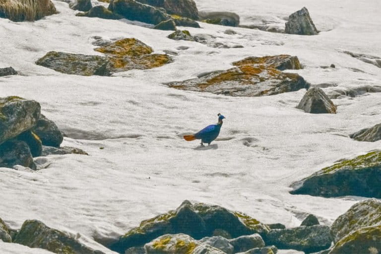 himalayan monal pheasant kevin