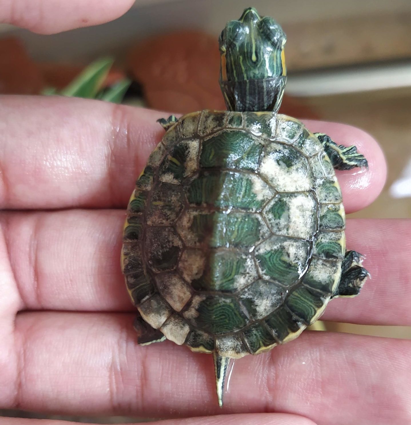 Red-eared slider with shell rot. The exotic species is a popular pet option but puts India's native wildlife at risk. Photo by Rahul Kulkarni.