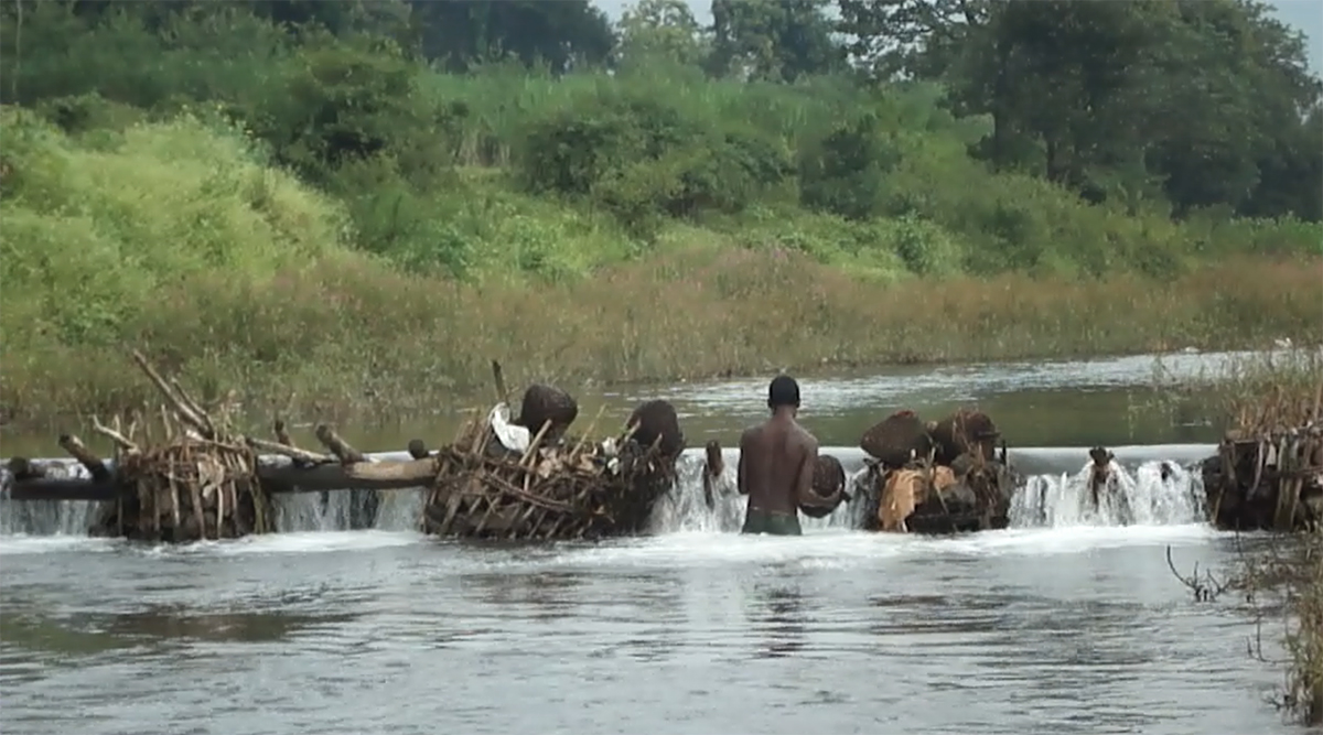 A tribal community member fishing with traditional methods in a Western Ghats stream in Maharashtra. Experts suggest sustainable harvesting and regulation of the ornamental fish trade and the involvement of communities who depend on the trade. Photo by Pradeep Kumkar.