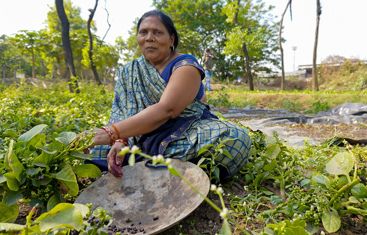 Sawan Chauhan removes Malabar spinach seeds for sowing. Chauhan and her family moved to Mumbai from Uttar Pradesh 20 years ago and have been living next to railway farms since then. She says her city-bred children do not want to go back to the village now. Photo by Geetanjali Gurlhosur.