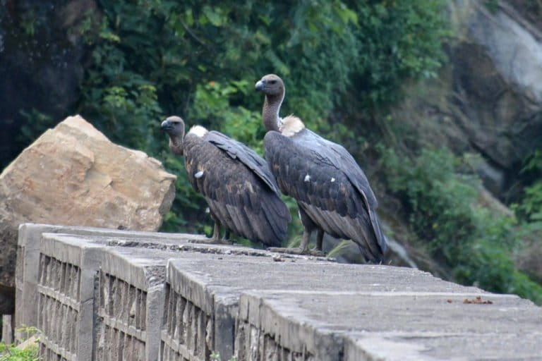 Oriental white backed vultures resting in the Morni forest range near Pinjore Vulture Breeding Centre, in Haryana's Panchkula district. Photo by special arrangement.