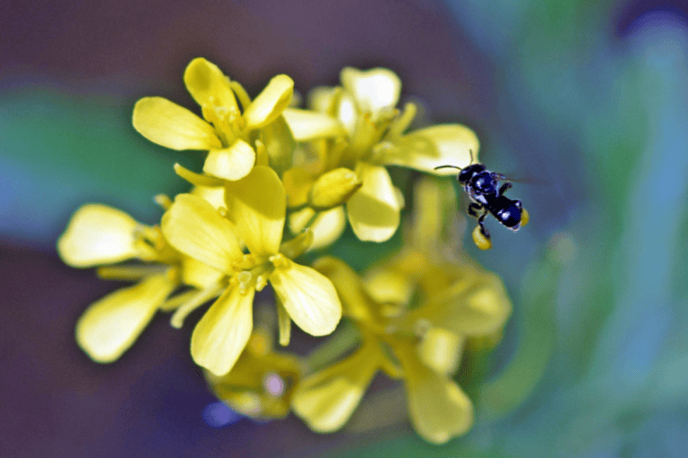 Lisotrigona bee foraging nectars and pollens from rapeseed flowers. Photo by Rojeet Thangjam.