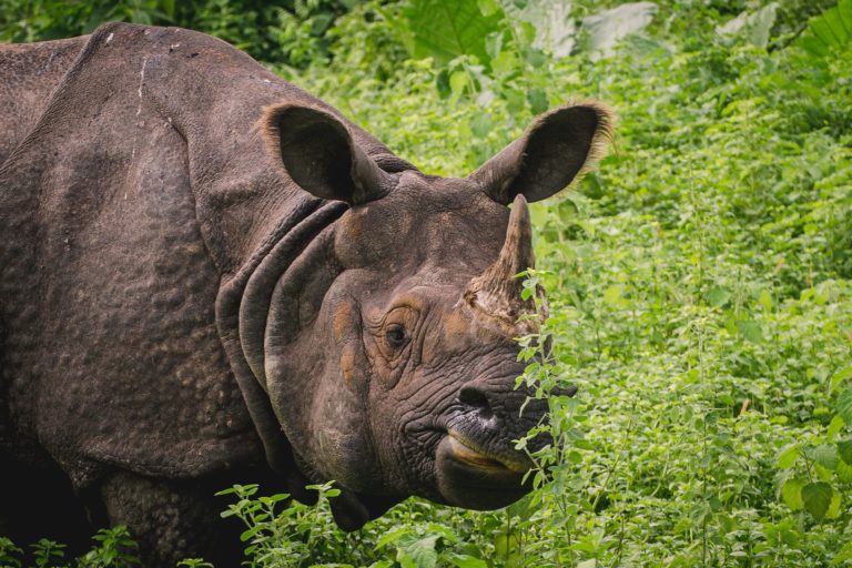 A one horned rhino at Manas national park, Assam. Photo by Gitartha.bordoloi/Wikimedia Commons.