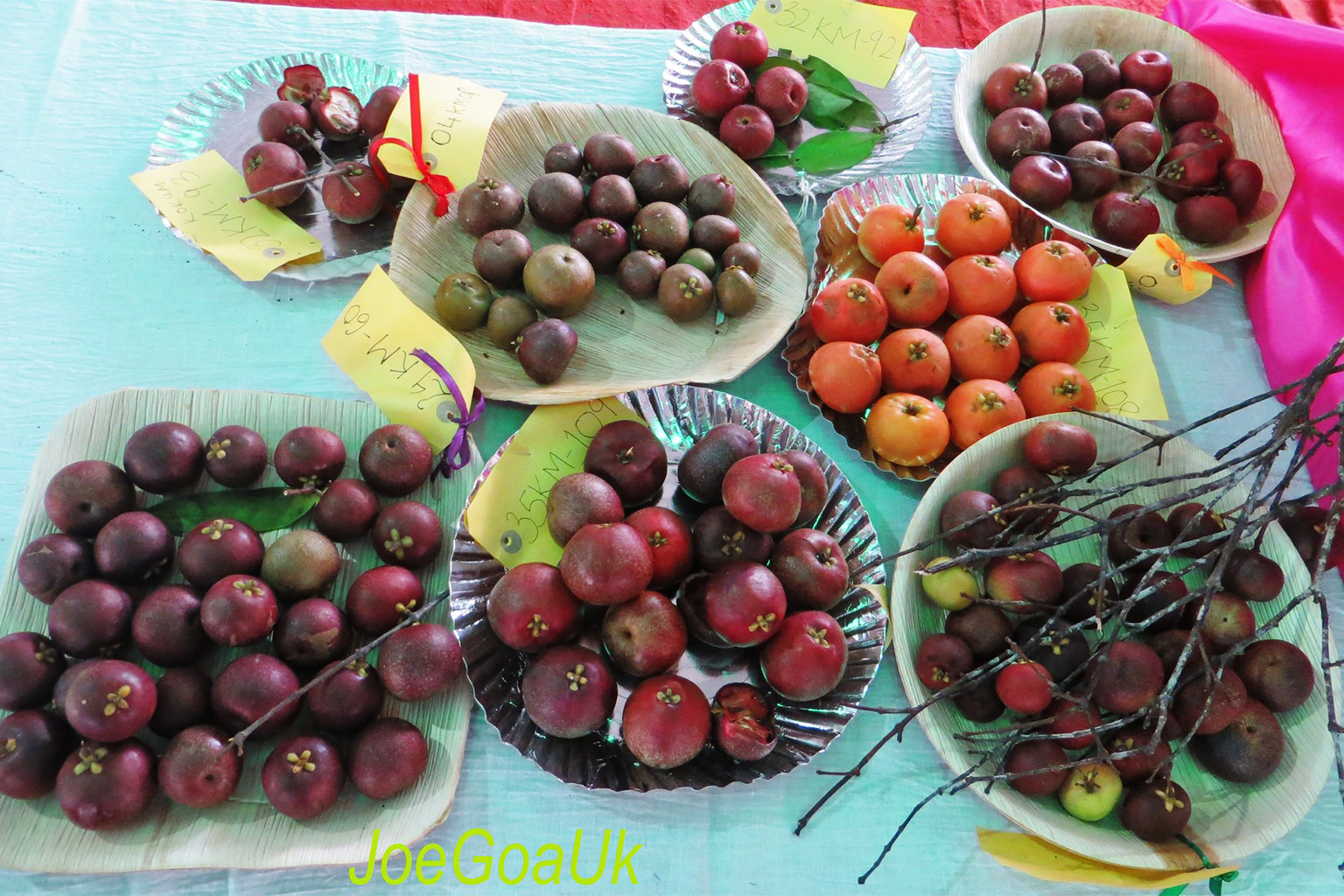 The Konkan Fruit Fest and how it preserves biodiversity