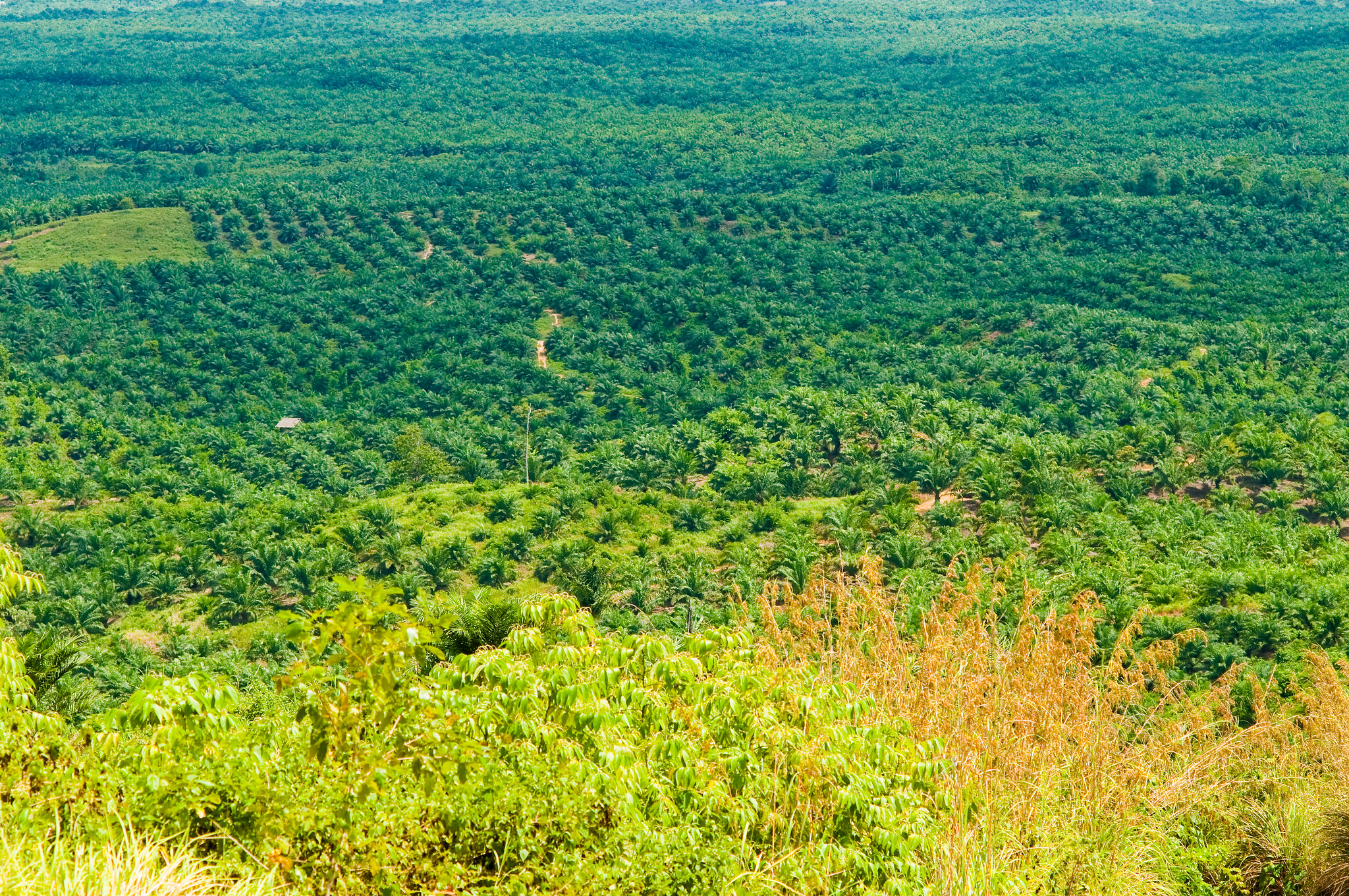 A palm oil plantation in Indonesia. India is primarily dependent on Indonesia and Malaysia for import of palm oil. Photo by Moses Ceaser (CIFOR)/Flickr.