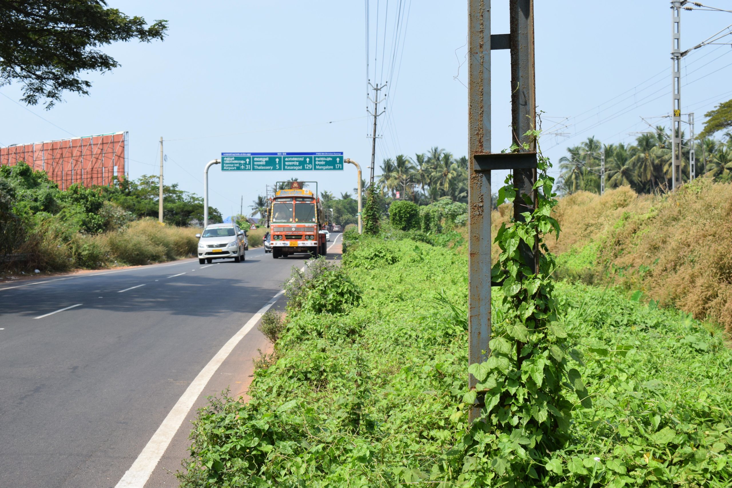 An invasive alien plant species (Mikania micrantha) growing along the roads to Thalassery, Kerala. Roads often function as corridors of long-distance spread and establishment of IAPS. Photo by A. K. Banerjee