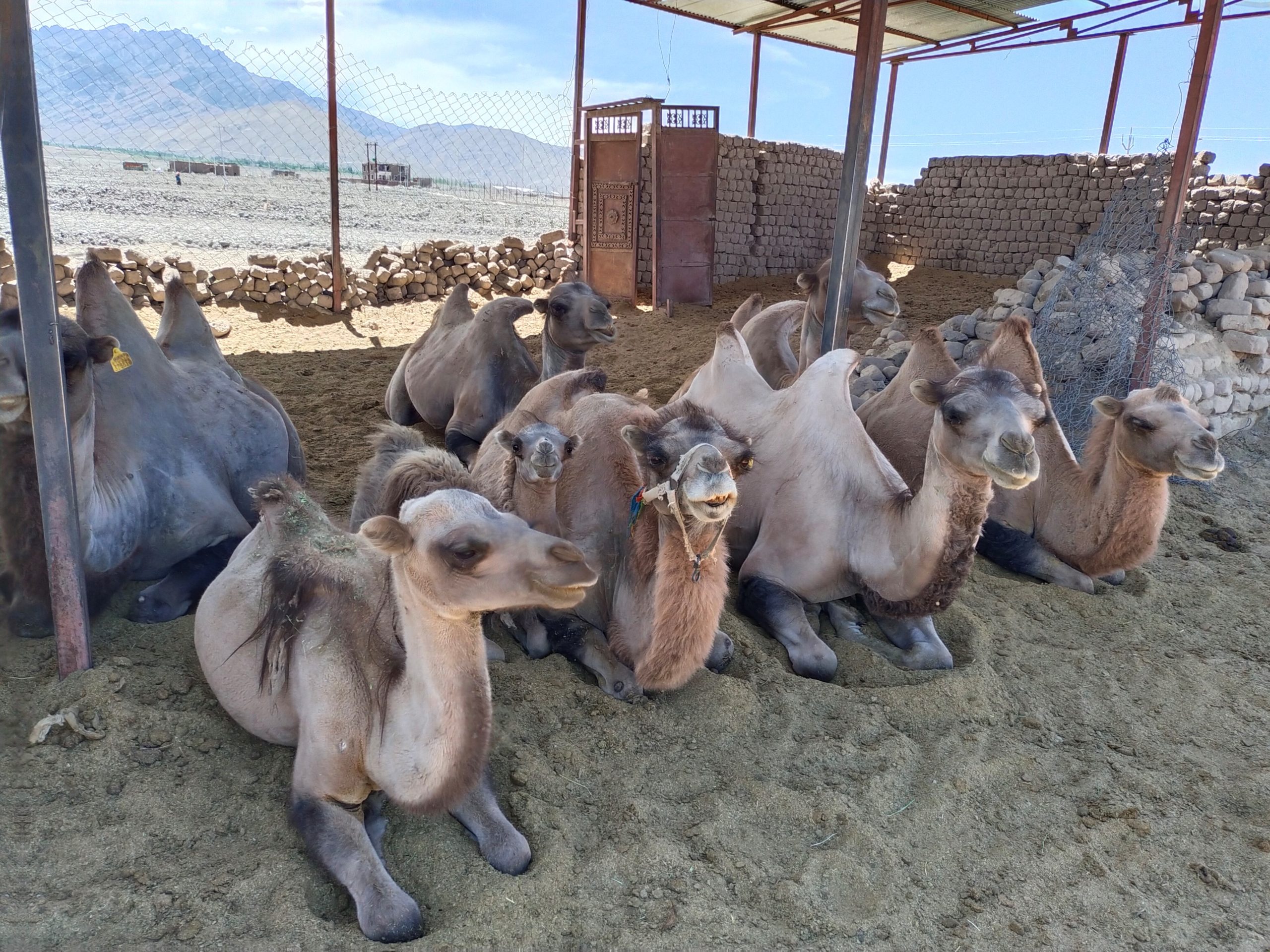 Peaky humps, stoic natures: Bactrian camels in Nubra Valley [Commentary]