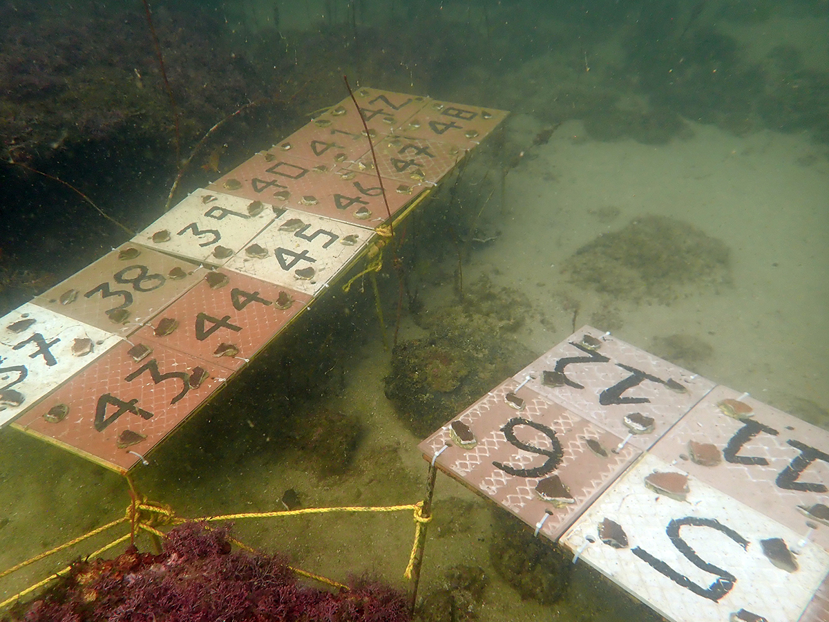 Coral fragments mounted on tiles and metal frames by Coastal Impact in Goa. Coral transplantation involves the relocation of a coral from a site with inhospitable conditions to a site where it has a higher chance of thriving. Photo from Coastal Impact.