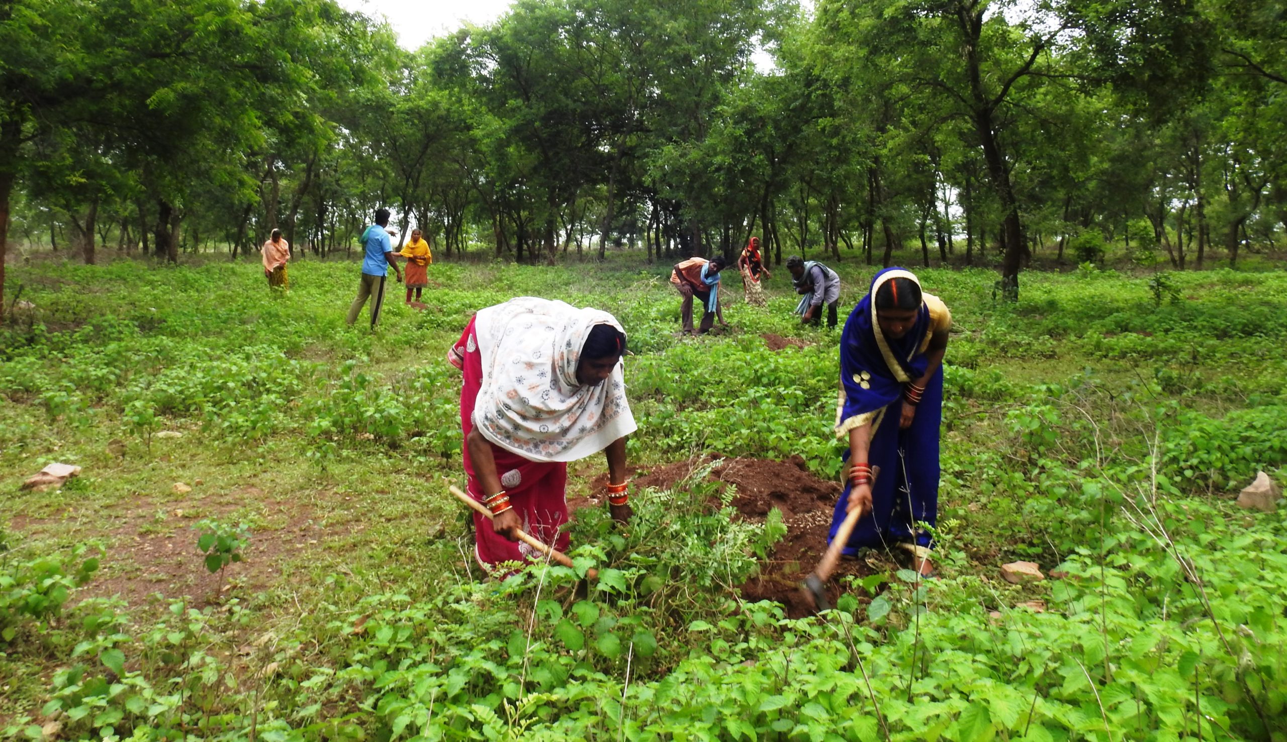 Durg forest division plans reforestation over 2,500 acres