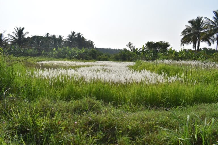 Russell’s vipers tracked in rural Karnataka were found to spend a large amount of time in agricultural plantations and are most active during May and late autumn. Photo by Xavier Glaudas.