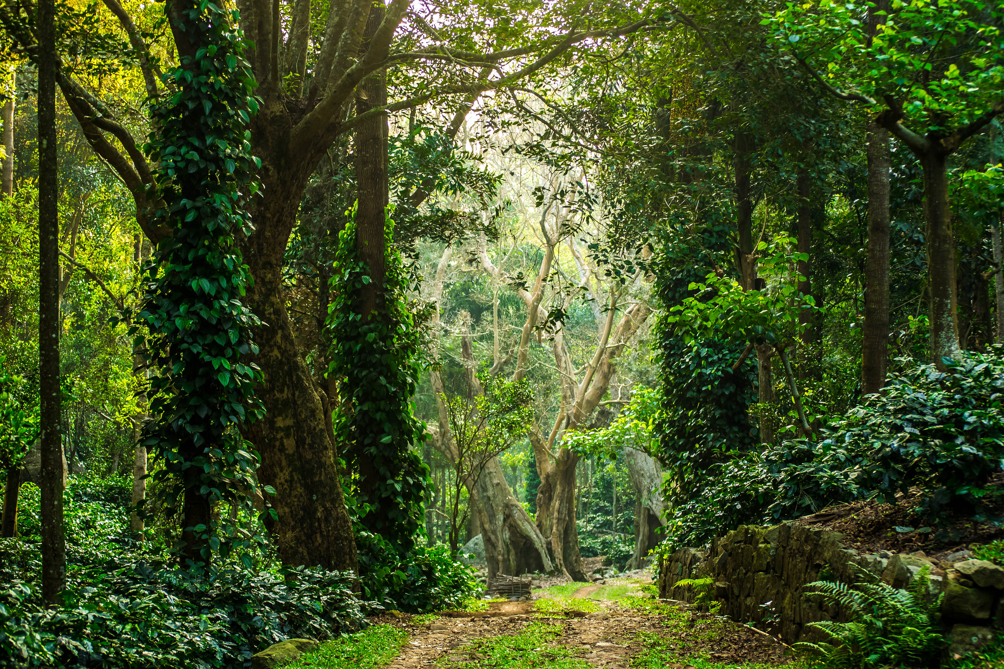 Forests provide a range of ecosystem services to humans but the impact of their contribution is often ignored or not calculated properly. Photo by Thangaraj Kumaravel/Flickr.