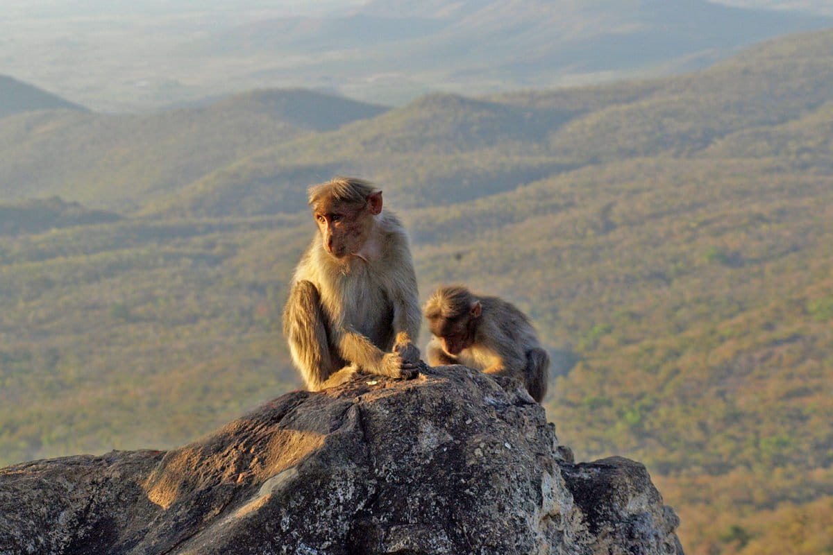 Bonnet macaque at Biligiri Rangaswamy Temple Sanctuary, Karnataka, India. Photo by Ullasa Kodandaramaiah/Wikimedia Commons.