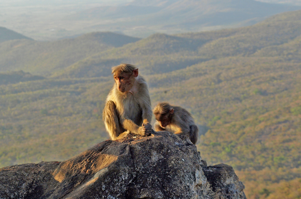 Bonnet macaque at Biligiri Rangaswamy Temple Sanctuary, Karnataka, India. Photo by Ullasa Kodandaramaiah/Wikimedia Commons.