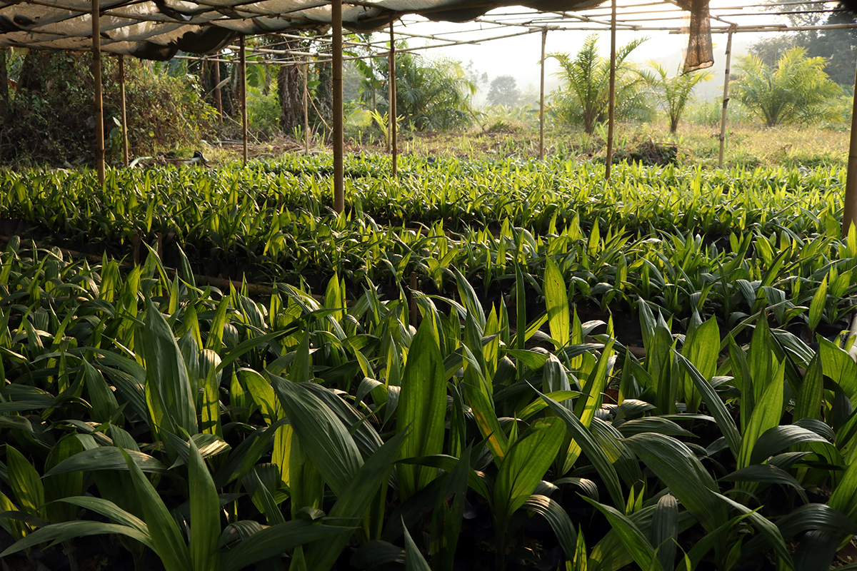 Oil palm saplings in a nursery in Darlak, Mamit District, Mizoram. Photo by Gaurab Talukdar.