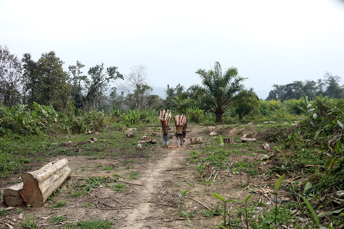 Land cleared for palm oil plantation in Darlak, Mamit District, Mizoram. Photo by Lalvohbika.