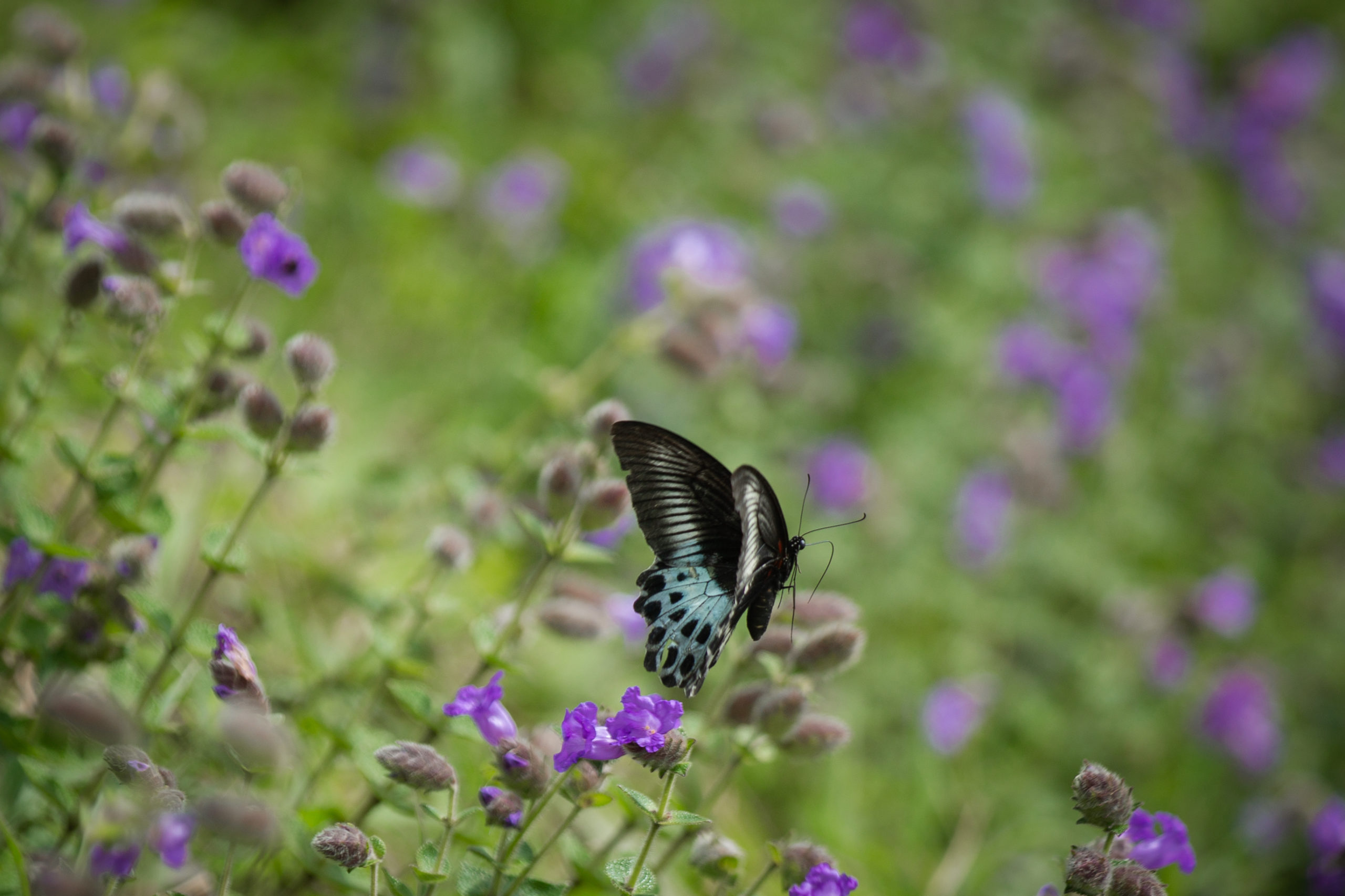 Kodaikanal - Neelakurinji (Strobilanthes kunthiana): There is a new kind of  fever gripping the whole of Kodaikanal, Munnar & Nilgiris (Ooty)… Its wild…  its blue…. its spreading fast..... & for once it's