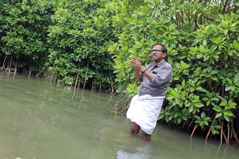 Anandan Paithalen in front of mangroves planted by his father, Kallen Pokkudan, at Choodatt backwater region in Kannur. Photo by J U Bhavapriya.