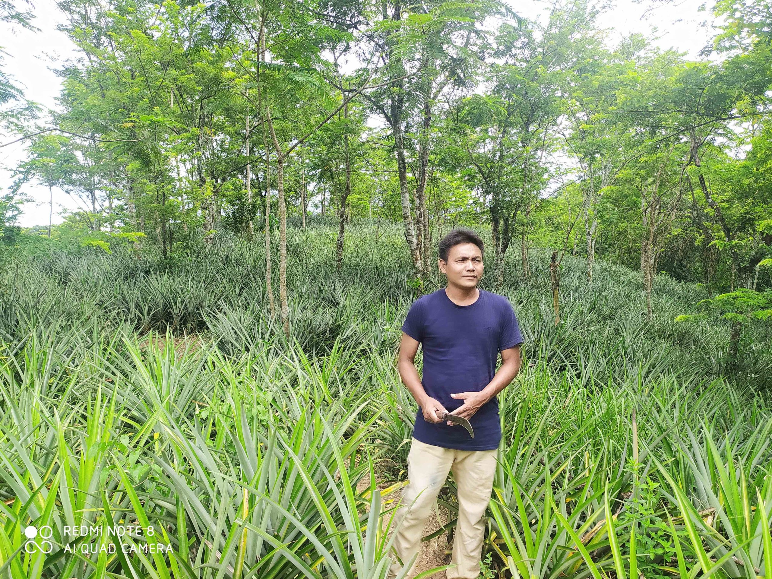 Theophilus Khojol gets ready to harvest pineapples in his agroforestry land in Assam. Photo by Animekh Hazarika.