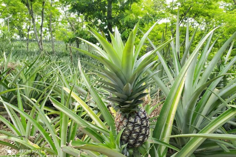 The traditional way of nurturing pineapples in an agroforestry matrix initiated on jhum (shifting cultivation) lands can address interconnected challenges of climate change, livelihood and biodiversity loss. Photo by Animekh Hazarika.