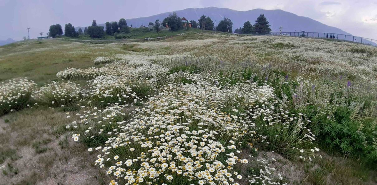 Ox-eye daisy in the Kashmir Himalayas in India. Photo by Anzar A. Khuroo