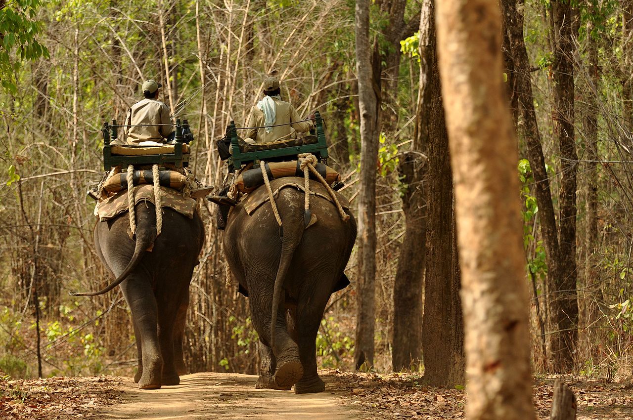 Camp elephants carrying forest staff in tourism zone of Kanha Tiger Reserve. Photo by T. R. Shankar Raman/Wikimedia commons 