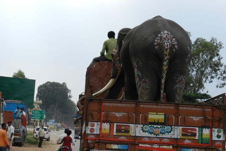 A captive Asian elephant being transported back to a forest camp after the Dussera festival in Mysore, Karnataka. Photo by Anand Osuri/Wikimedia commons 