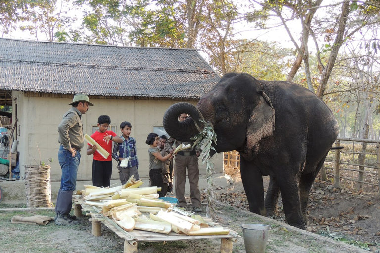 Captive elephants in Assam are largely fed with banana leaves and stem. Assam Has Maximum Captive Elephants in India. Photo by A. J. T. Johnsingh, WWF-India and NCF/Wikimedia commons