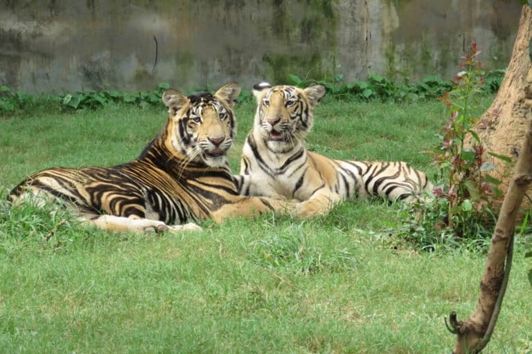 A captive pseudomelanistic tiger and its normal sibling at Nandankanan Biological Park, Bhubaneswar, India. Photo by Rajesh Kumar Mohapatra/Nandankanan Biological Park.