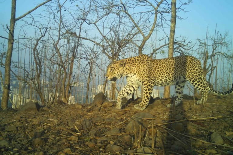 Leopards and people share space in many parts of Maharashtra. Photo by Nikit Surve/WCS India.