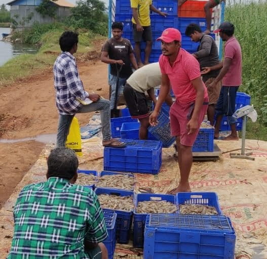 Fishermen load farmed shrimps.