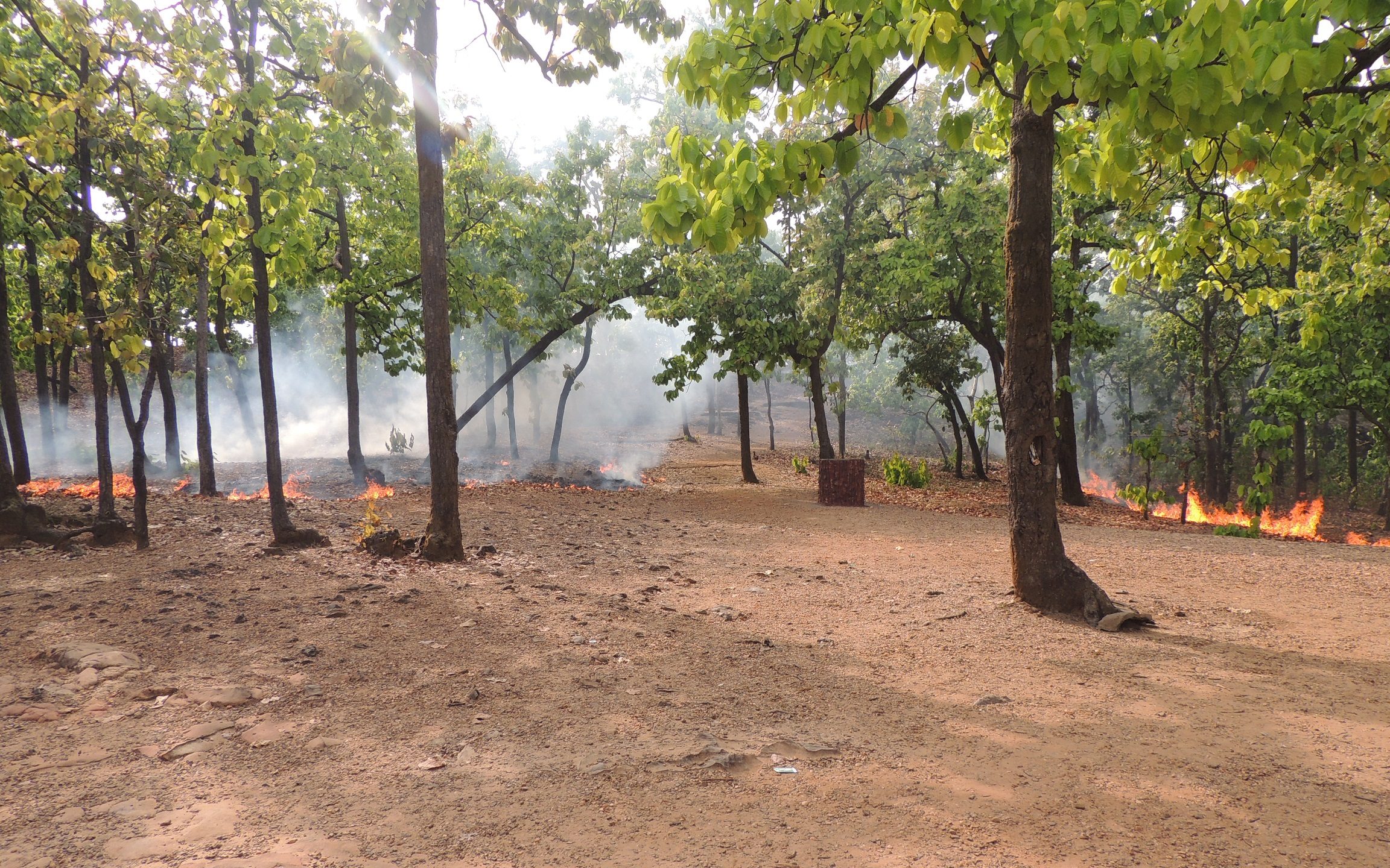 Forest fires. Photo by by Anoushka Trivedi/ Wikimedia Commons