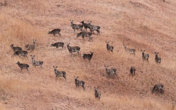 A herd of hangul. Photo by Tahirshawl/ Wikimedia Commons