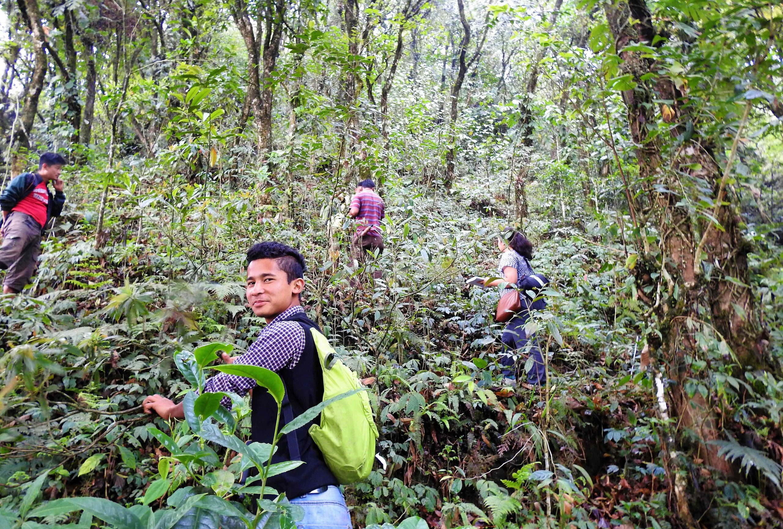 Remnant forests in large tea monocultures in Darjeeling, Eastern Himalayas. Photo by Annesha Chowdhury.
