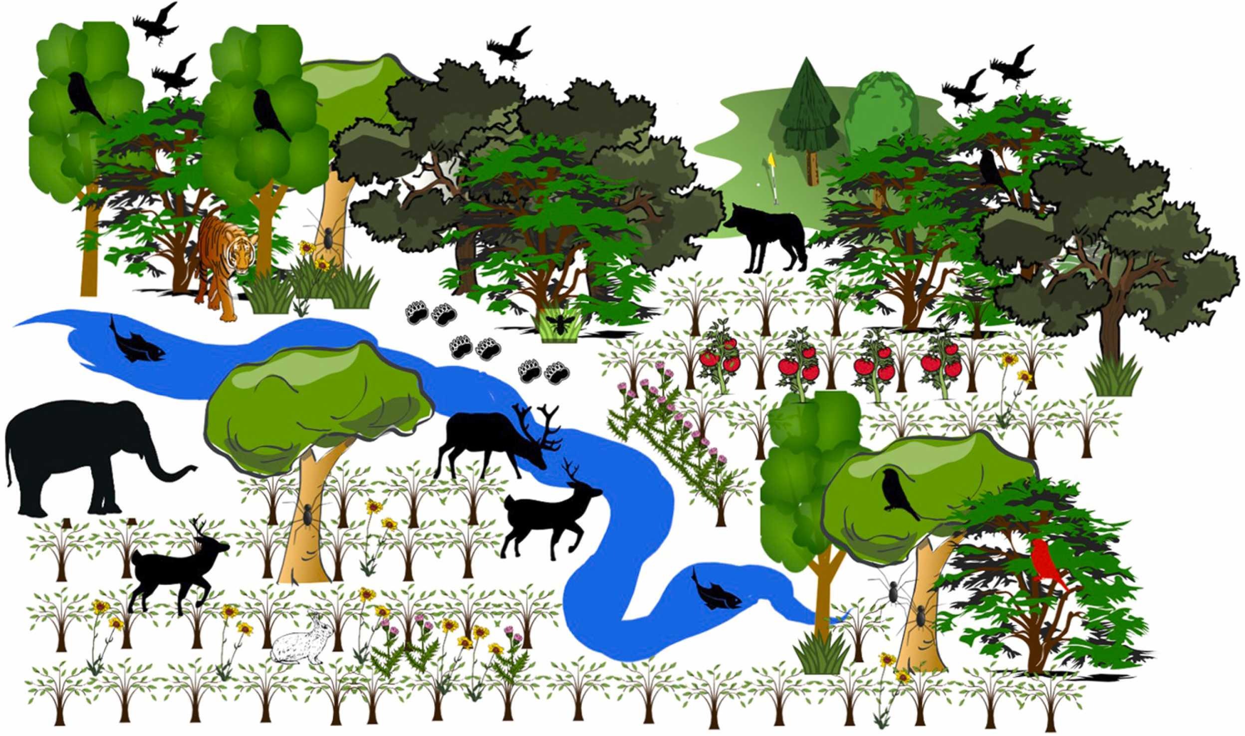 Biodiversity in a tea agroforestry system. Image from Chowdhury et al.