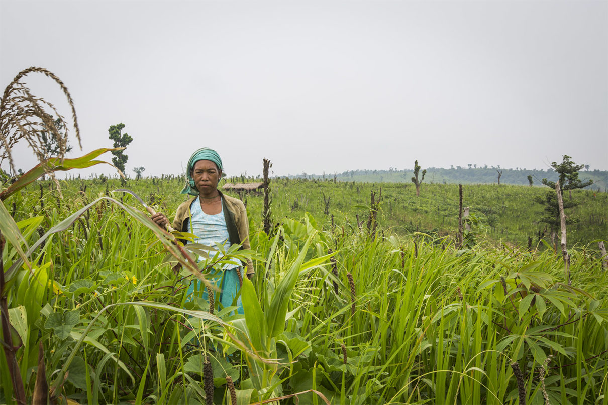 Jhum field of millet cultivation. NESFAS.
