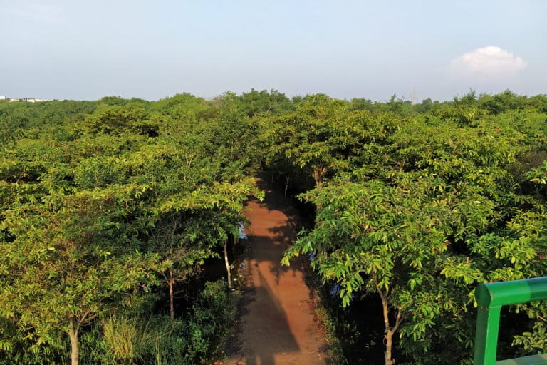 Van Vihar National Park adjacent to the Upper Lake has played an active role in preventing soil erosion. Photo by Shuchita Jha/Mongabay.