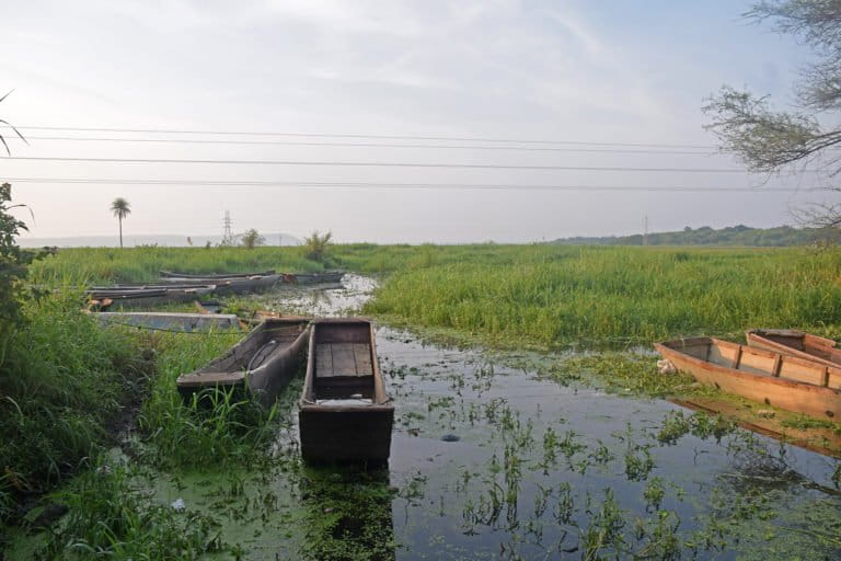 Bhoj wetland in the central Indian city of Bhopal. Nature-based restoration activities have helped revive the water body. Photo by Shuchita Jha/Mongabay.