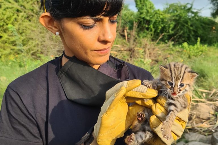 Author Neha Panchamia with the rescued wild cat Numero Uno. Photo courtesy RESQ.