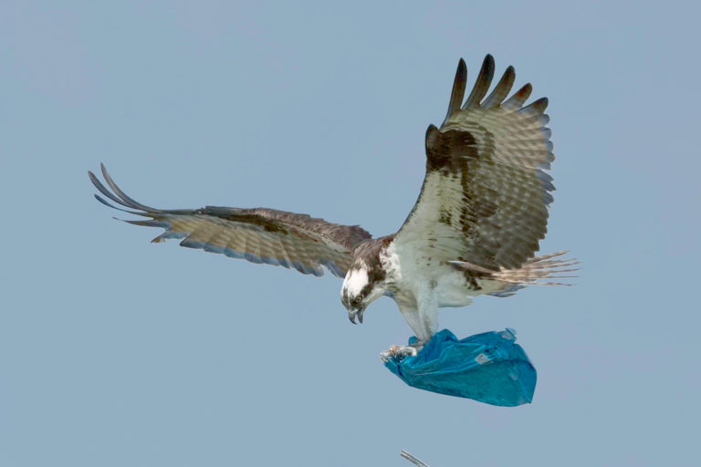 In India, ospreys migrate from the Siberian stretches to the tip of the subcontinent, and have been observed using plastic material for their nests. Species across trophic levels interact with plastics in different ways, yet migratory species are more exposed to plastic, and thereby, its adverse effects. Photo by John/Wikimedia Commons.