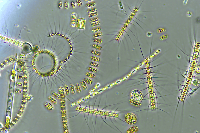 Phytoplankton, along with their grazers, the zooplankton, play crucial ecosystem services throughout their lives and even in death. As a substitute diet for plankton, microplastics are disrupting the fine balance of nutrient cycles in aquatic ecosystems.