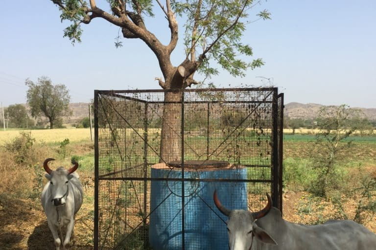 The origins of the traditional technology of Kundi Bhandara construction was drawn from the Arabian/Persian Gulf region. Photo by Lokendra Thakkar