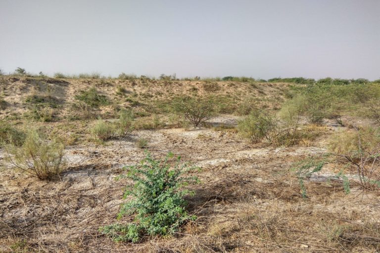 The dry, saline patch of land that Gurjar's team started off with. Photo by Gaurav Gurjar.