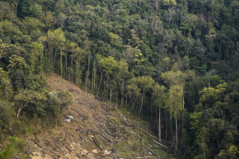 Arunachal Pradesh, Manipur, Nagaland, Mizoram and Meghalaya have the highest loss in forest cover